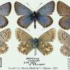 aricia crassipuncta tabl2